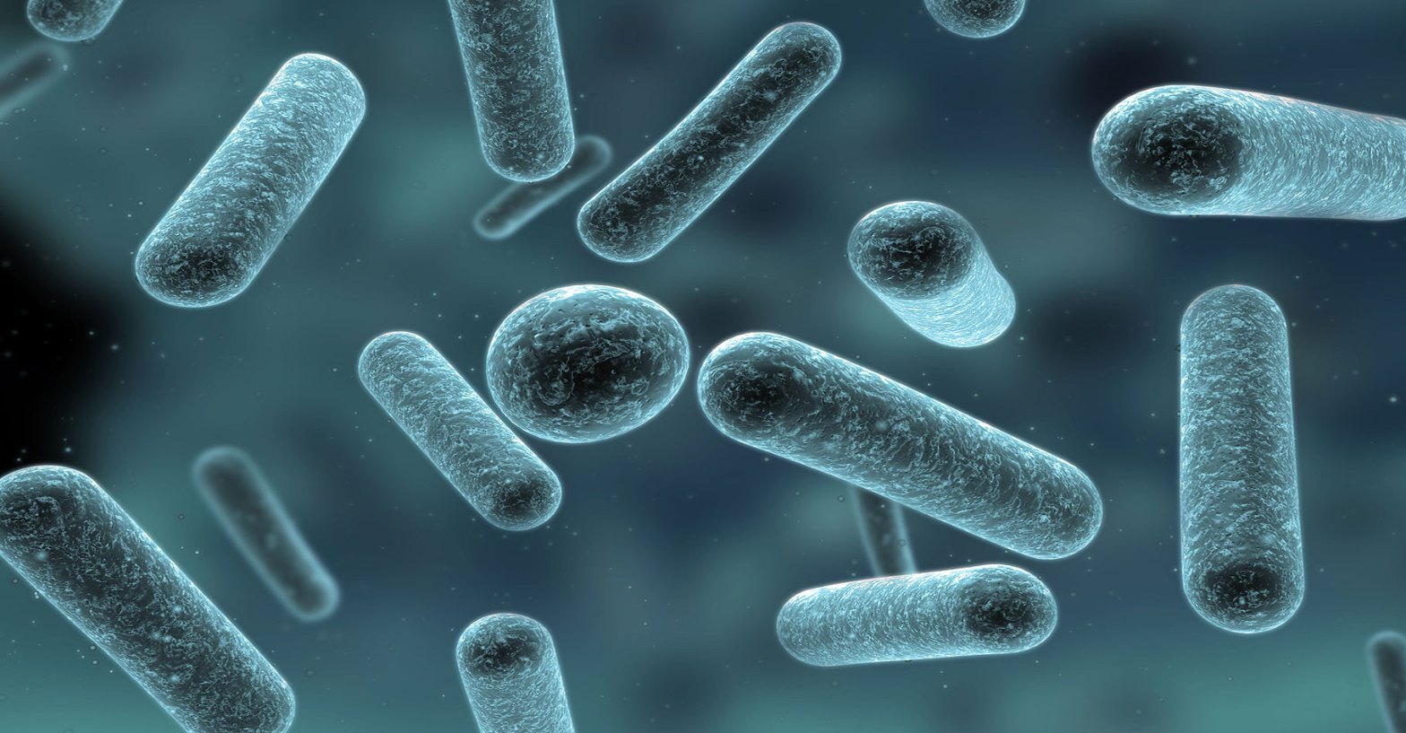 Lactic acid bacteria and beer: what you need to know!